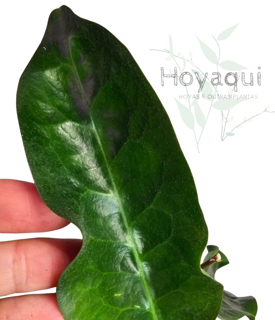 Hoya piestolepis NS10-057