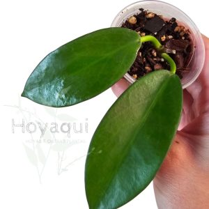 Hoya pubicalyx 'Black Dragon'