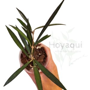 Planta 1