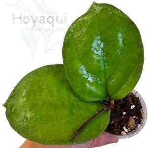 Hoya lambii