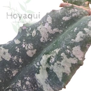 Hoya undulata (RED from Indonesia)