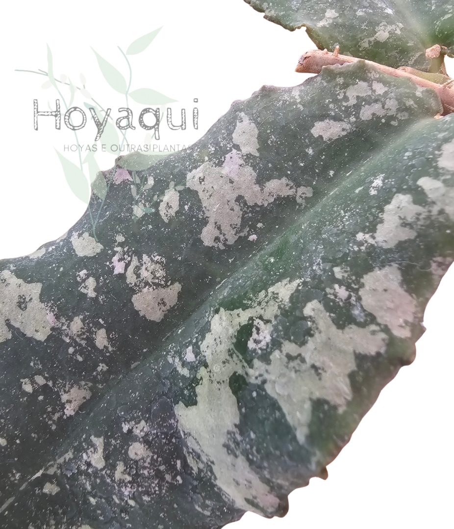Hoya undulata (RED from Indonesia)
