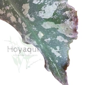 Hoya undulata (RED from Indonesia)