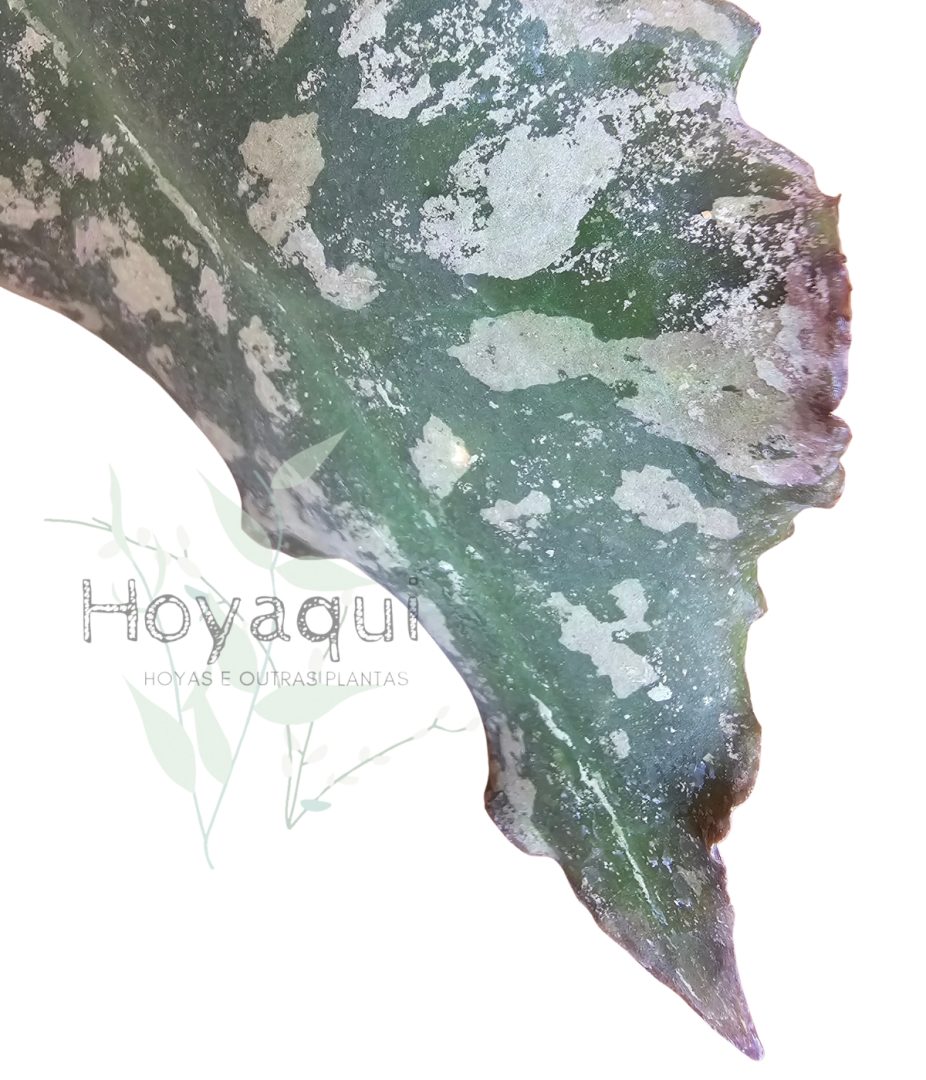 Hoya undulata (RED from Indonesia)