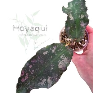 Planta 1