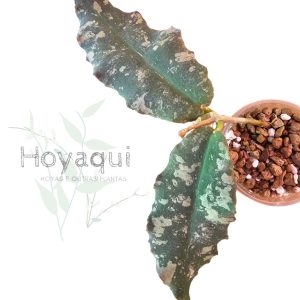 Hoya undulata (RED from Indonesia)