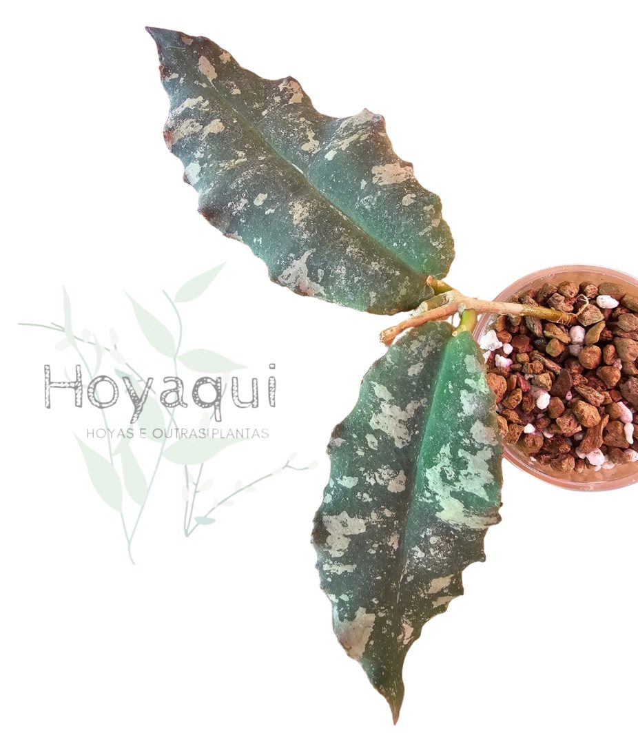 Hoya undulata (RED from Indonesia)
