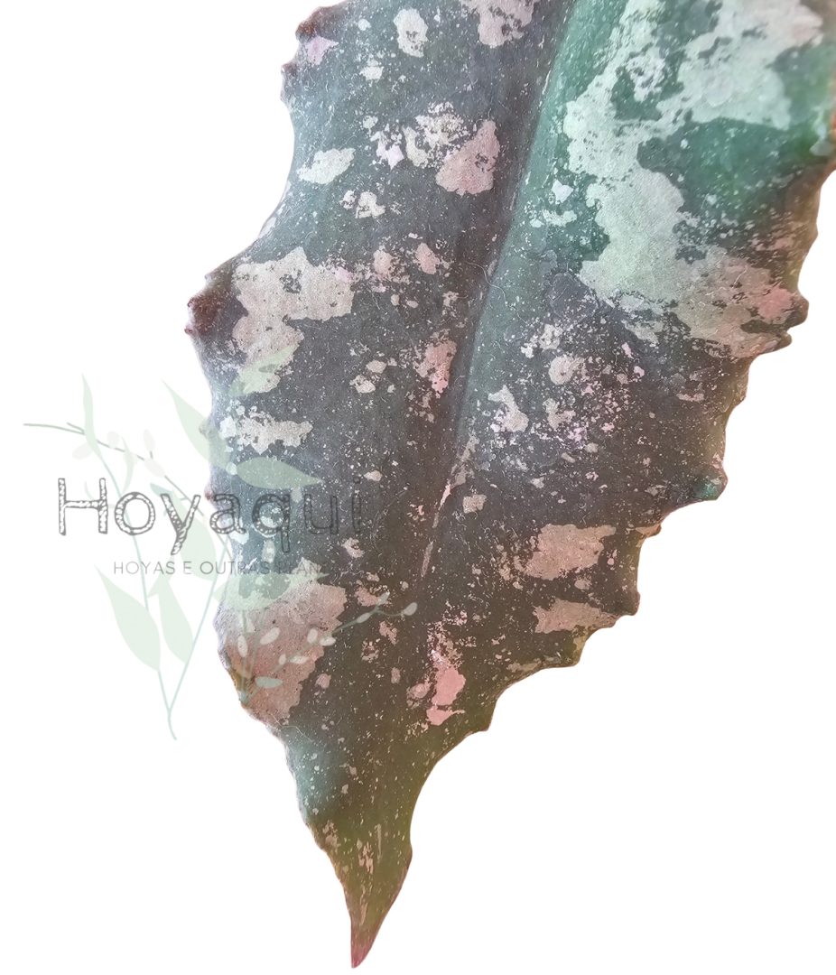 Hoya undulata (RED from Indonesia)
