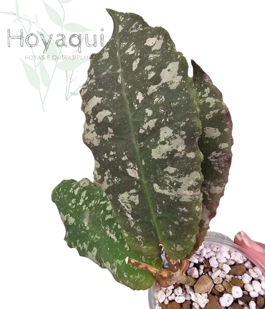 Hoya undulata RED Indonesia