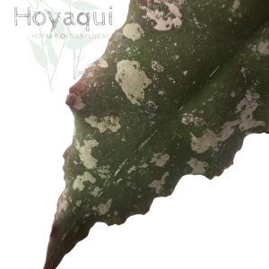 Hoya undulata RED Indonesia