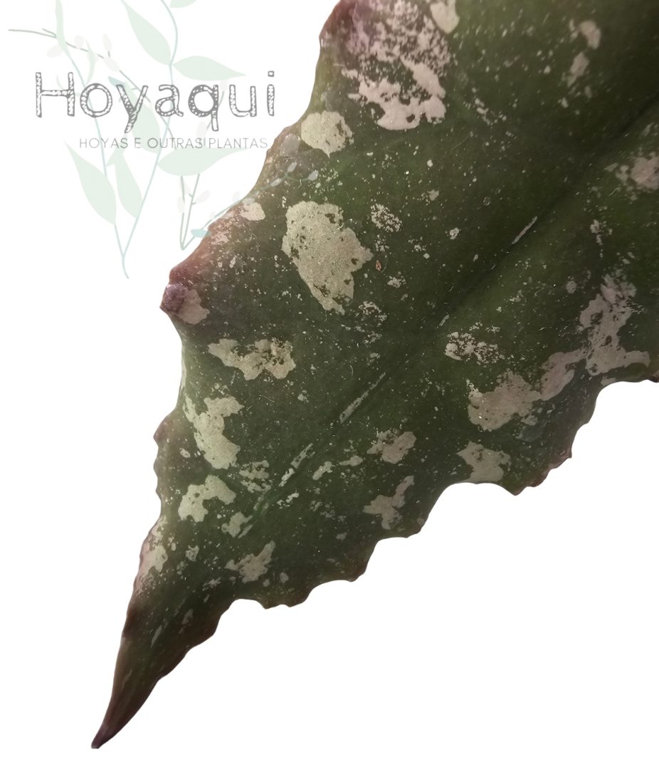 Hoya undulata RED Indonesia