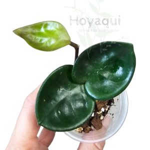 Hoya carnosa 'Chelsea'