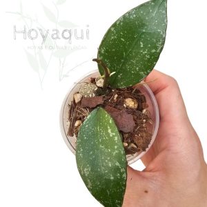 Hoya nabawanensis (splash)