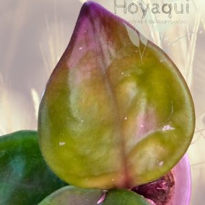 Hoya carnosa ‘Chelsea’