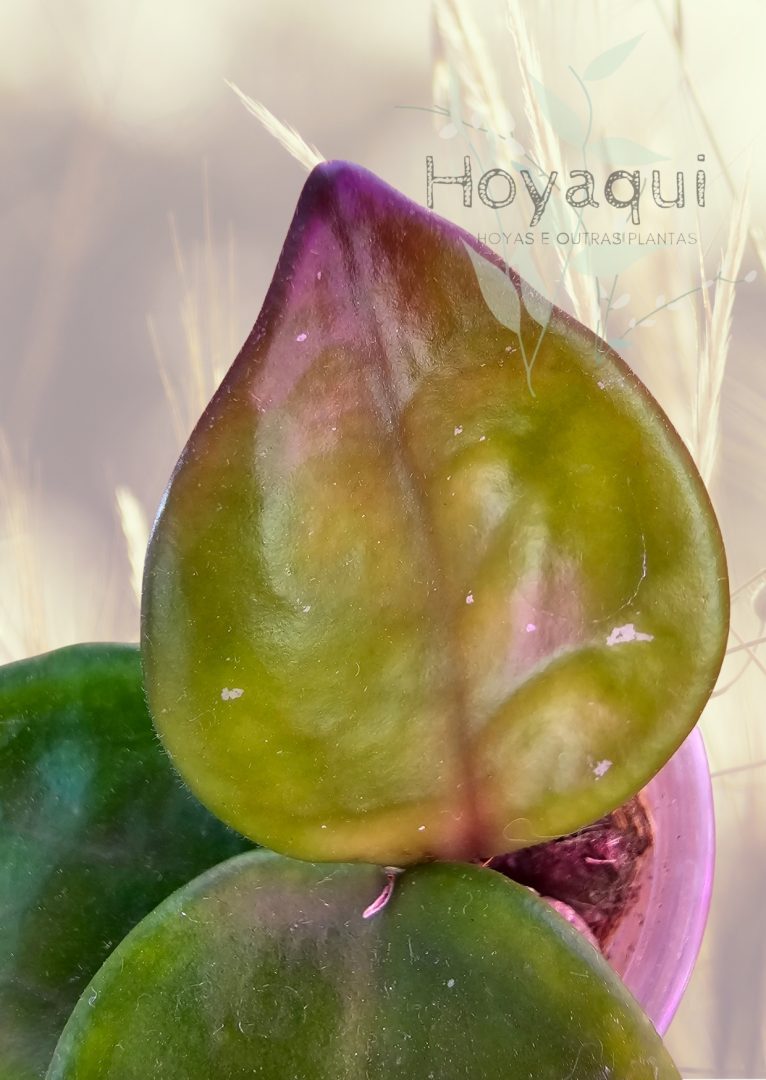 Hoya carnosa ‘Chelsea’ Hoya carnosa ‘Chelsea’