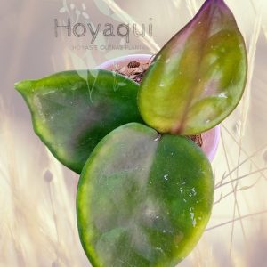 Hoya carnosa ‘Chelsea’
