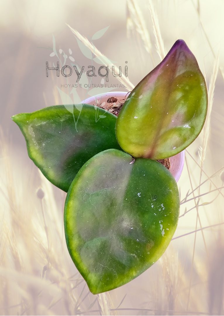 Hoya carnosa ‘Chelsea’ Hoya carnosa ‘Chelsea’