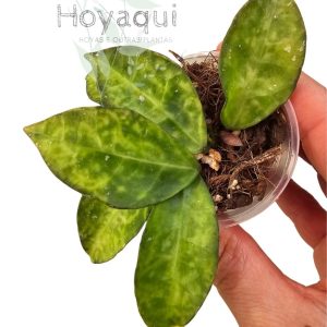 Hoya lacunosa 'Amarillo'