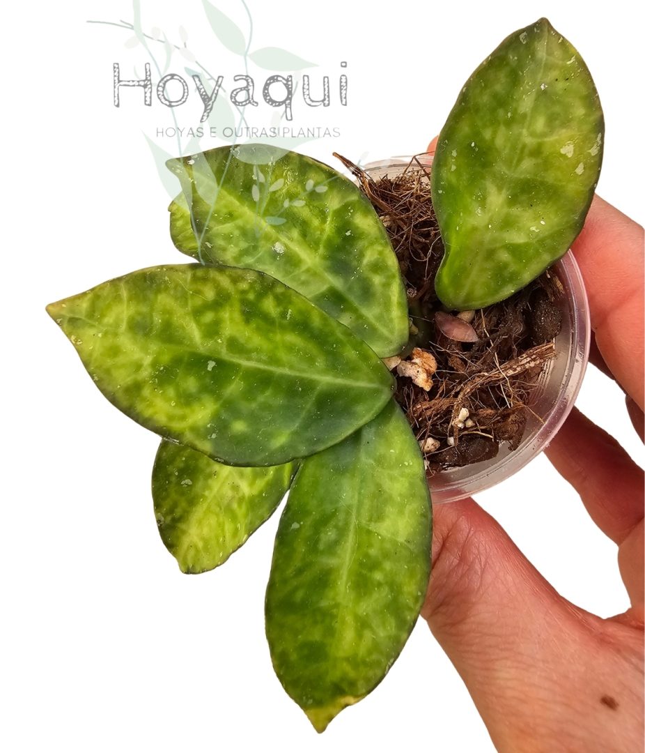 Hoya lacunosa 'Amarillo'