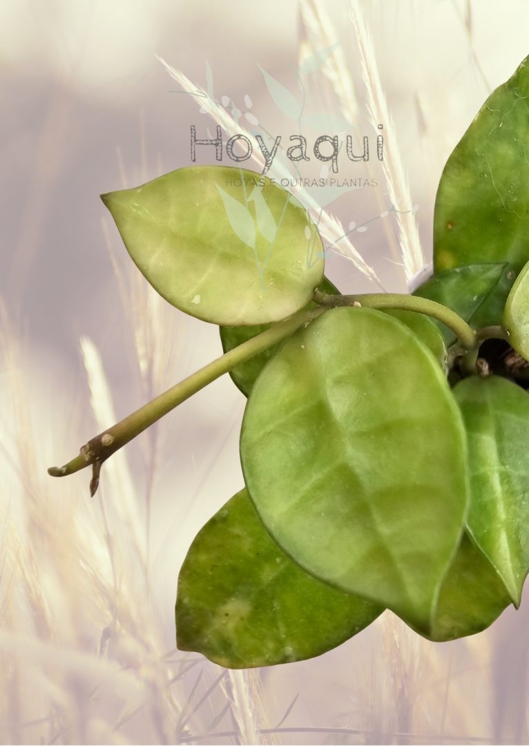 Hoya lacunosa ‘Amarillo’