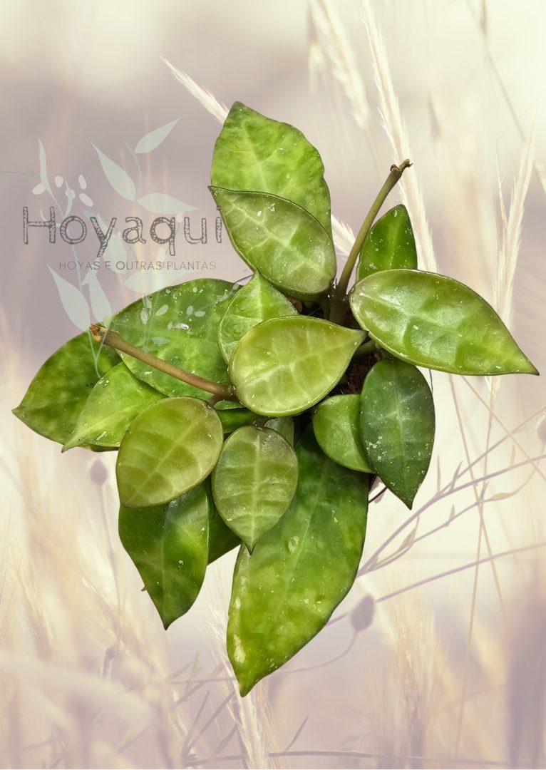 Hoya lacunosa ‘Amarillo’