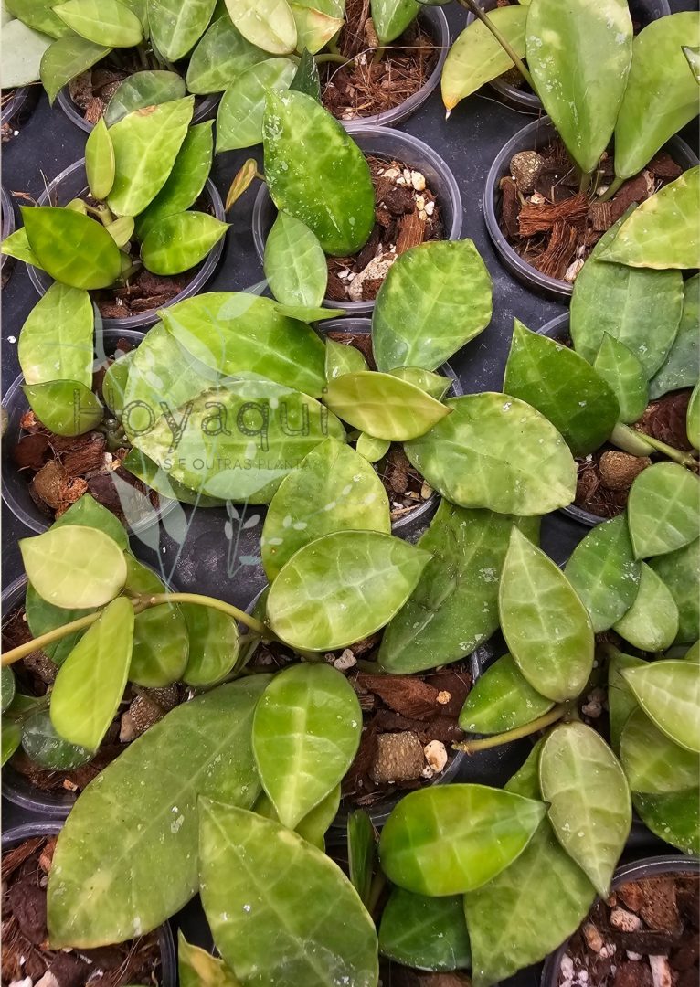 Hoya lacunosa ‘Amarillo’