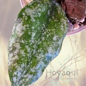 Hoya nabawanensis (splash)