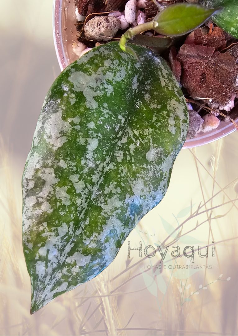 Hoya nabawanensis (splash) Hoya nabawanensis (splash)