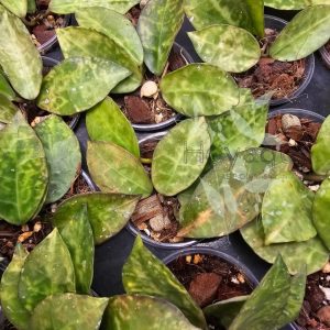 Hoya lacunosa ‘Amarillo’
