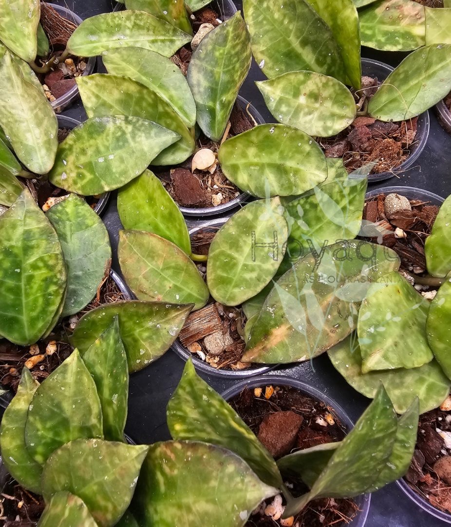 Hoya lacunosa ‘Amarillo’