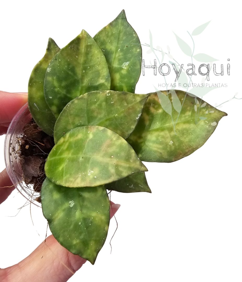 Hoya lacunosa ‘Amarillo’