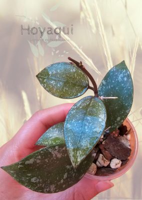 Hoya nabawanensis (splash)