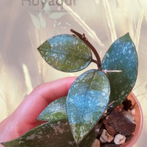 Hoya nabawanensis (splash)
