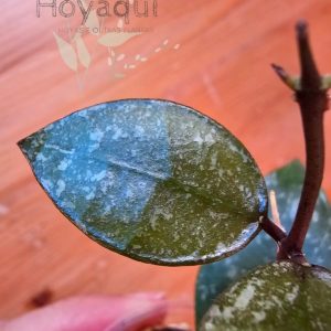 Hoya nabawanensis (splash)