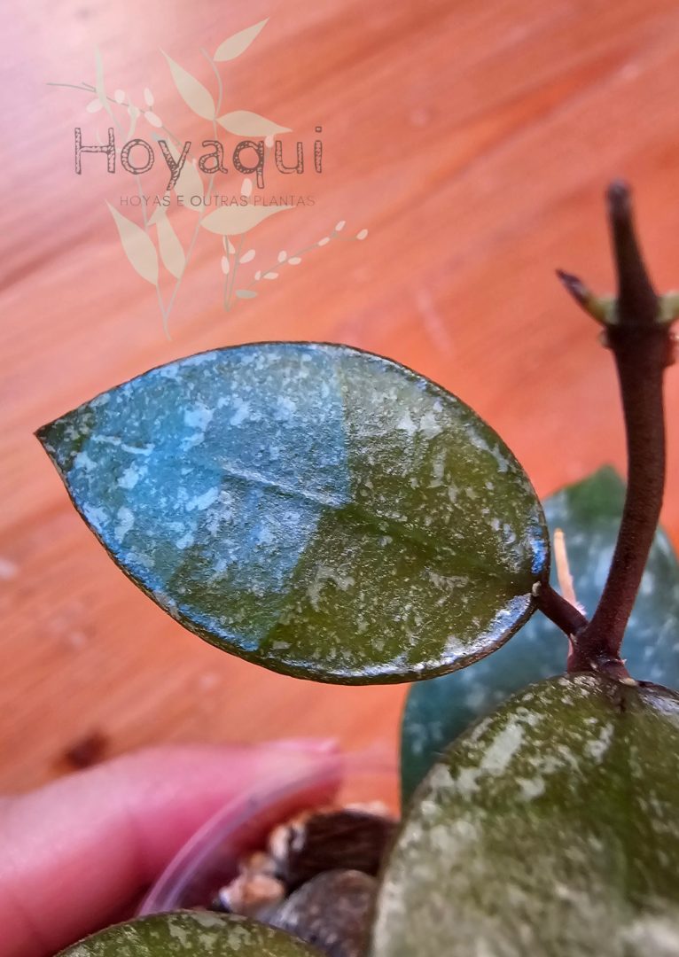 Hoya nabawanensis (splash) Hoya nabawanensis (splash)