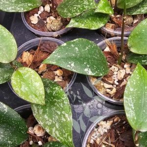 Hoya nabawanensis (splash)