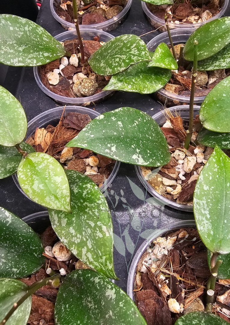 Hoya nabawanensis (splash) Hoya nabawanensis (splash)