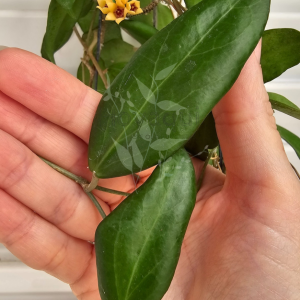 Hoya cutis-porcelana (corte)