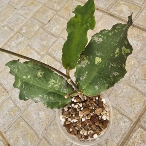Planta 2