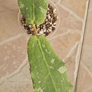 Planta 1