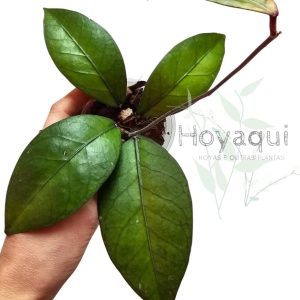 Hoya Sp. Gayo (clone 7)