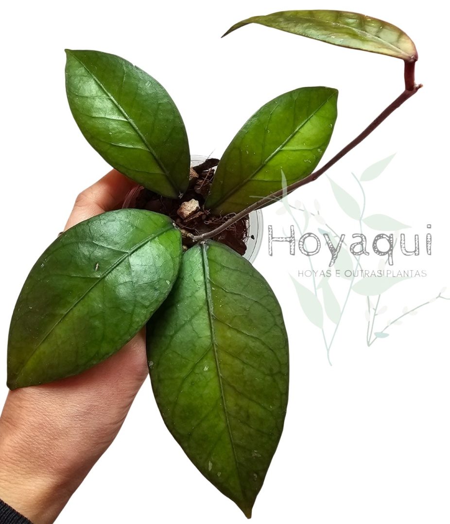 Hoya Sp. Gayo (clone 7)