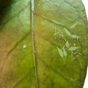 Hoya Sp. Gayo (clone 7)