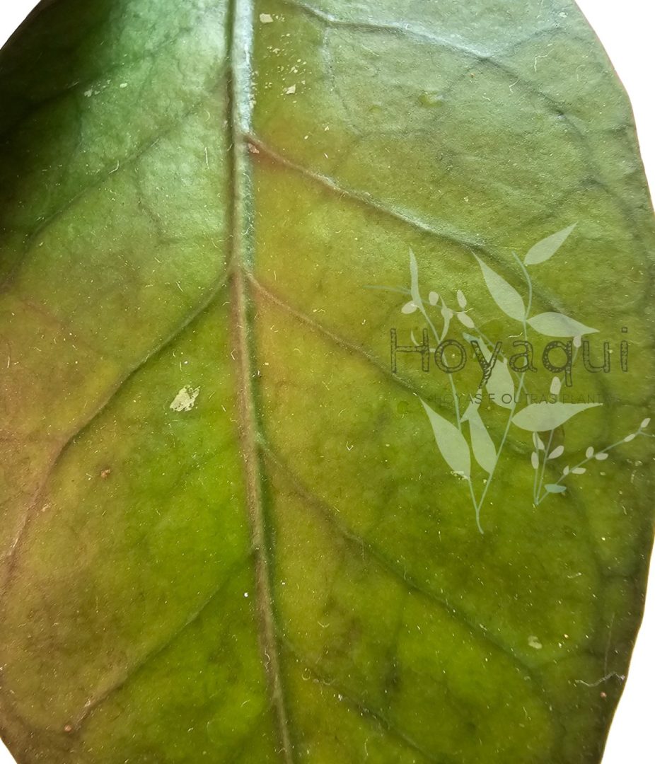 Hoya Sp. Gayo (clone 7)