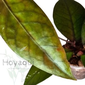 Hoya Sp. Gayo (clone 7)