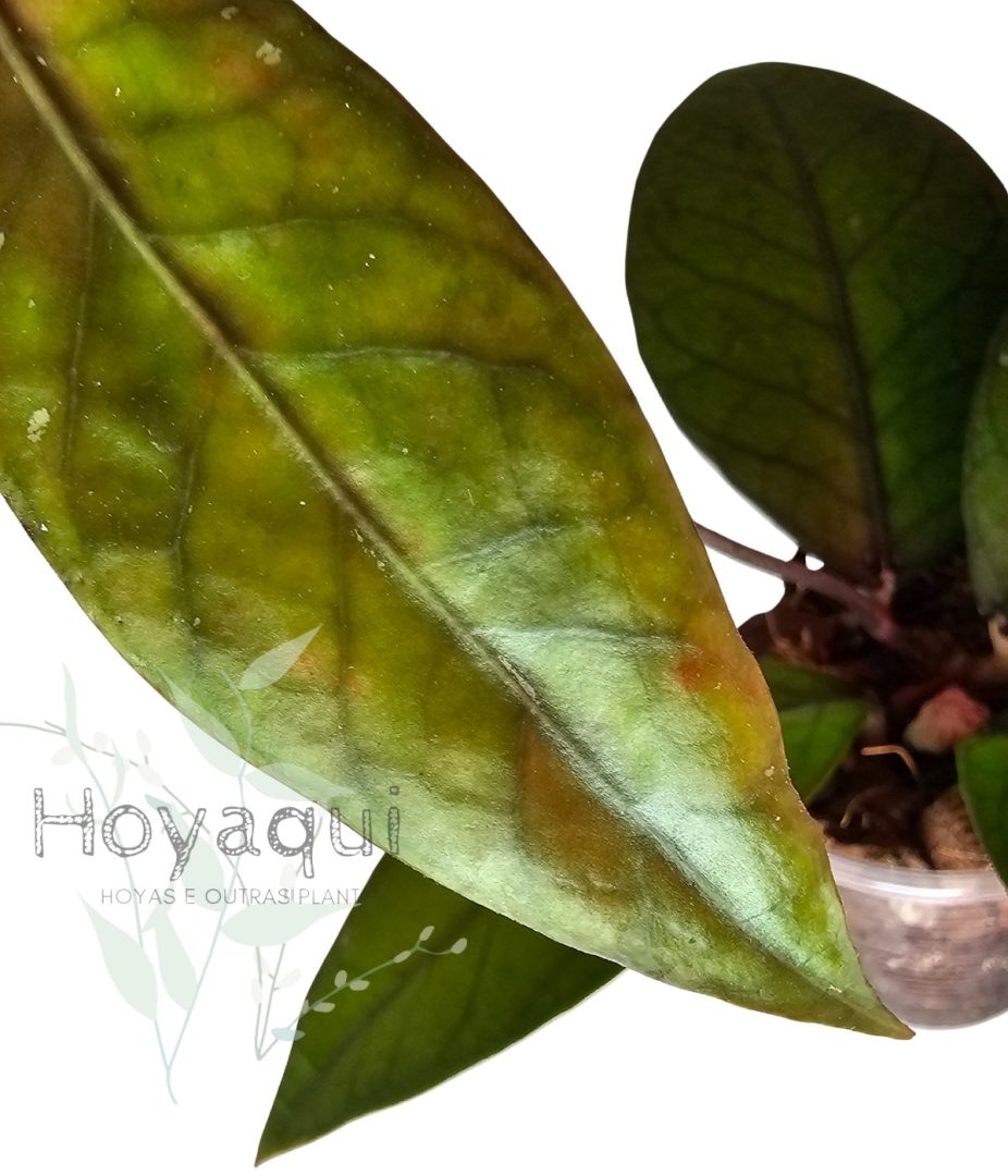 Hoya Sp. Gayo (clone 7)