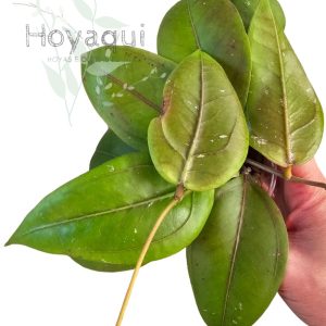 Hoya sp. Gayo (CNS 005)