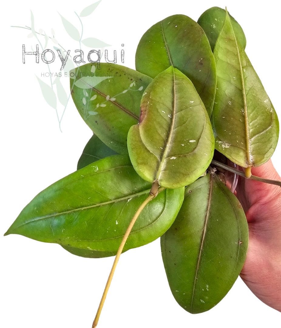 Hoya sp. Gayo (CNS 005)
