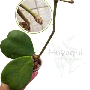 Planta 1