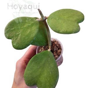 Planta 2